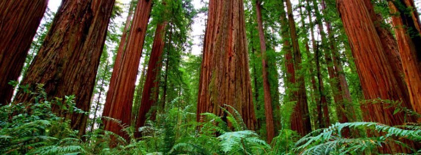 A lush forest of towering Dawn Redwood trees with vibrant green foliage and ferns covering the forest floor, showcasing the grandeur of these ancient trees.