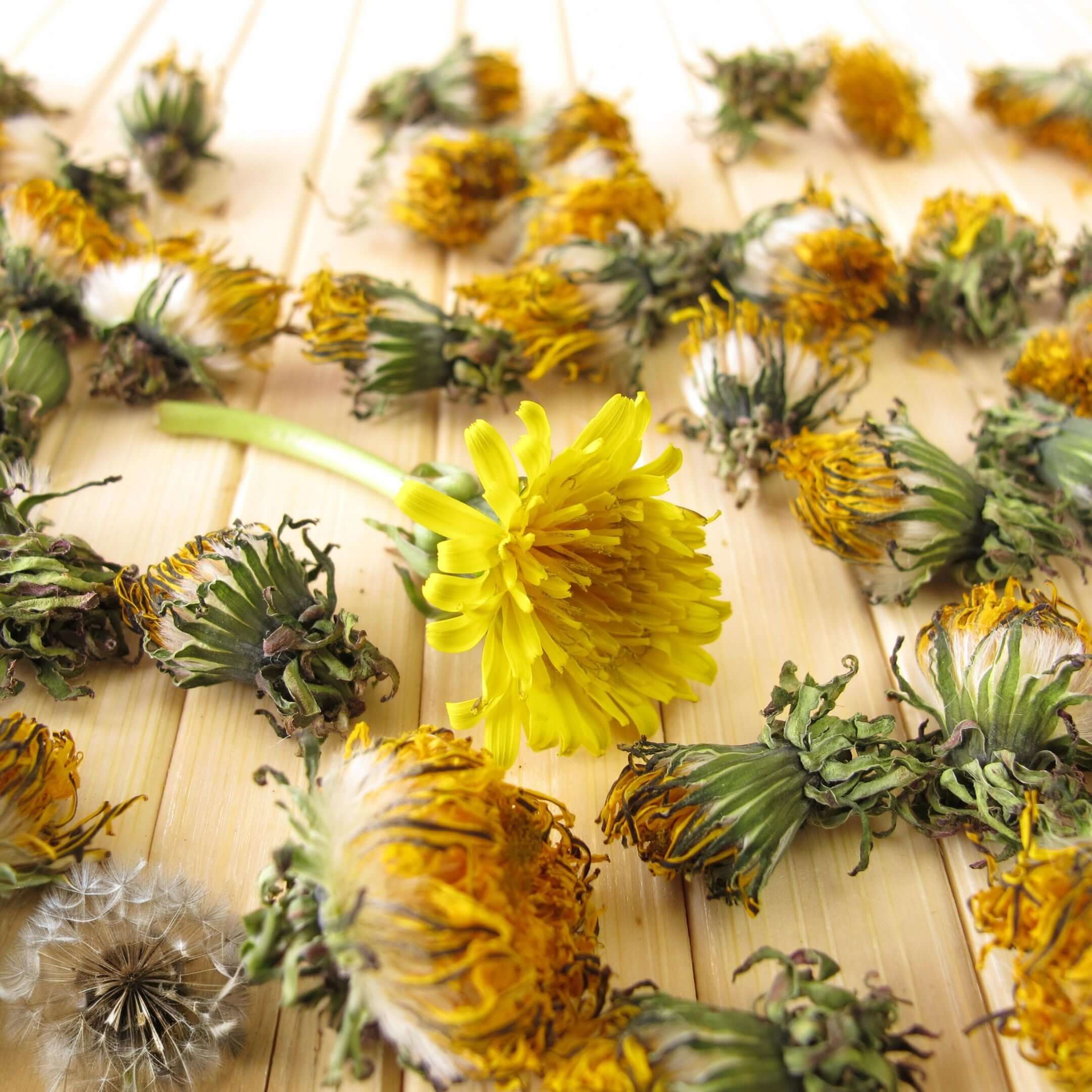 Close-up of vibrant dried dandelion flowers with one fresh yellow bloom, showcasing herbal quality and natural texture on a wooden surface.