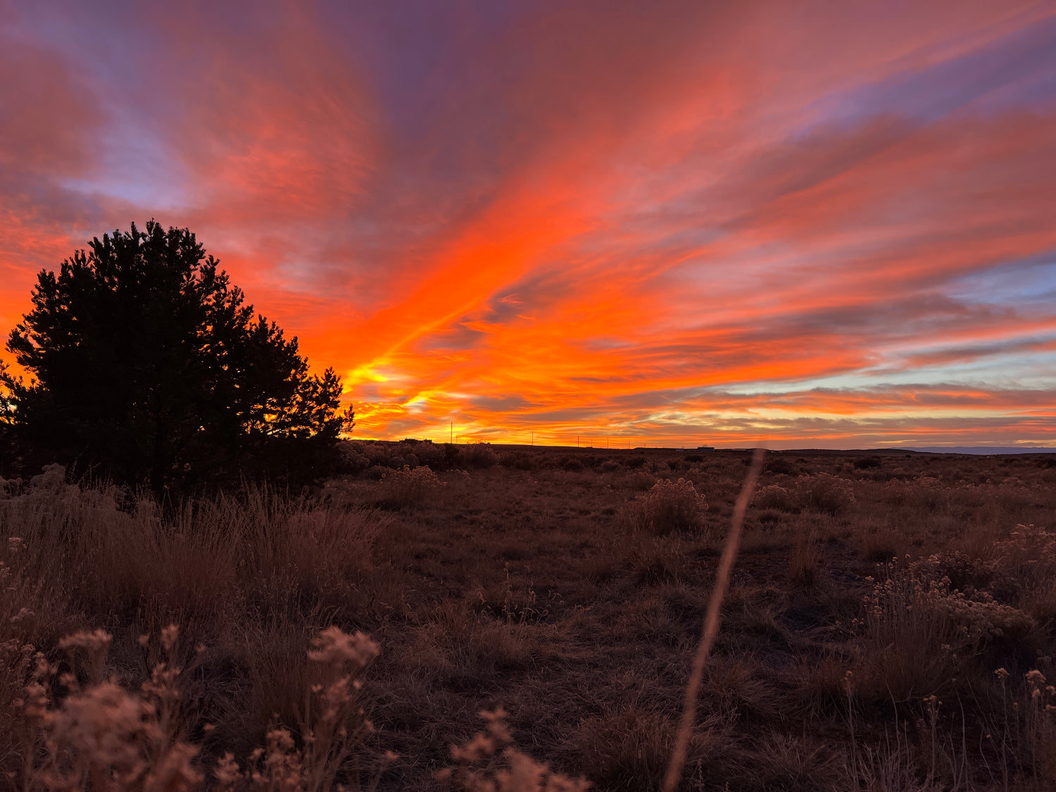 A breathtaking sunset, painted with hues of gold and purple, evoking the serene ambiance that surrounds Sacred Plant Co's commitment to the harmonious cultivation of exceptional herbs.