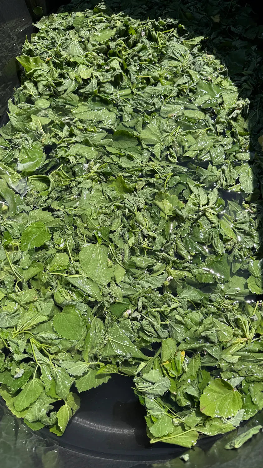 Marshmallow Leaf, Whole Loose Leaf (Althaea officinalis): Dried Mallow Tea Herb, US-Grown Sancta Herba Reserve