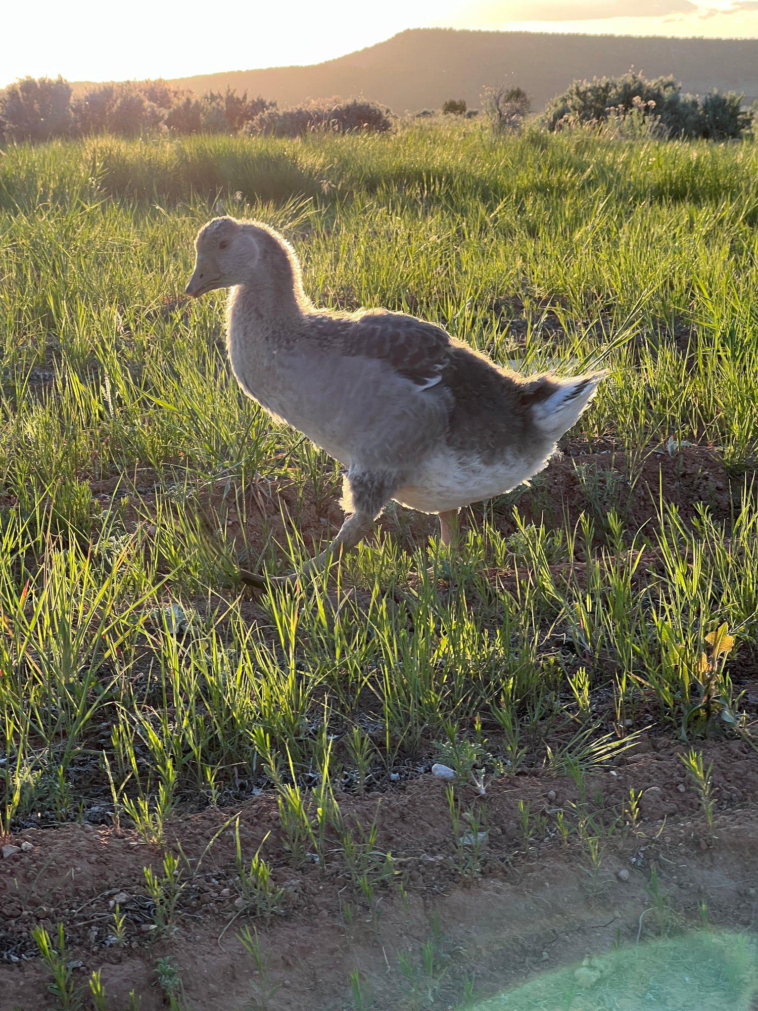 A natural scene of a goose weeding on Sacred Plant Co's part of Low Water Colorado Mountain Herb Farm, contrasting with the large industrial tractor, showcasing our commitment to sustainable farming practices