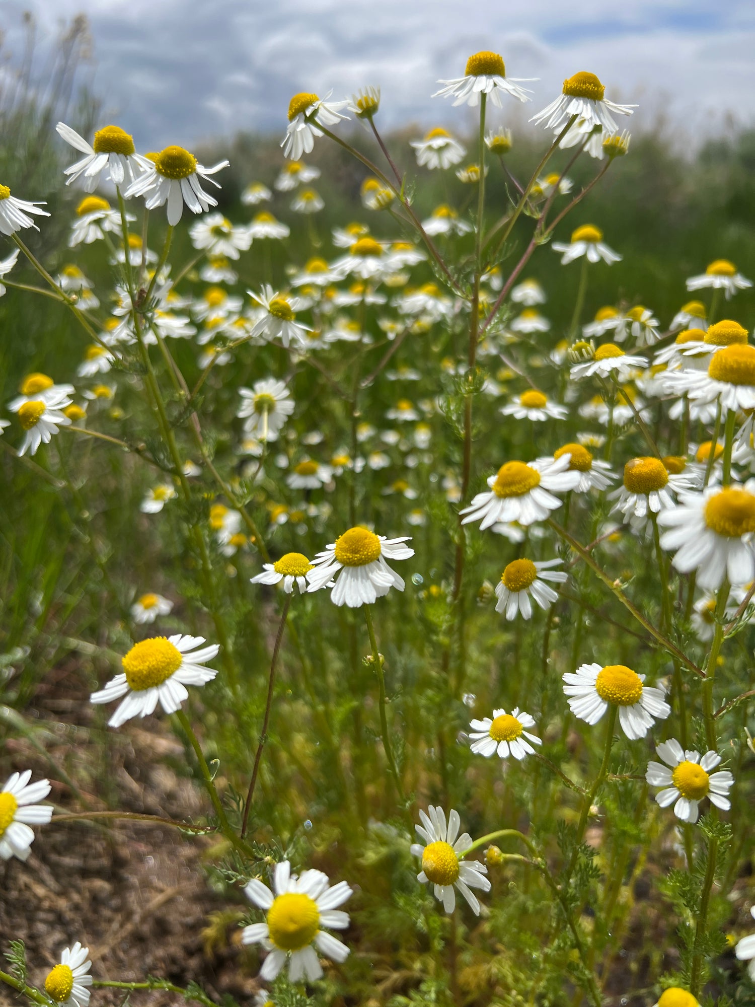 Serene image of blooming chamomile under the clear Colorado sky, a highlight of our Low Water Colorado Mountain Herb Farm