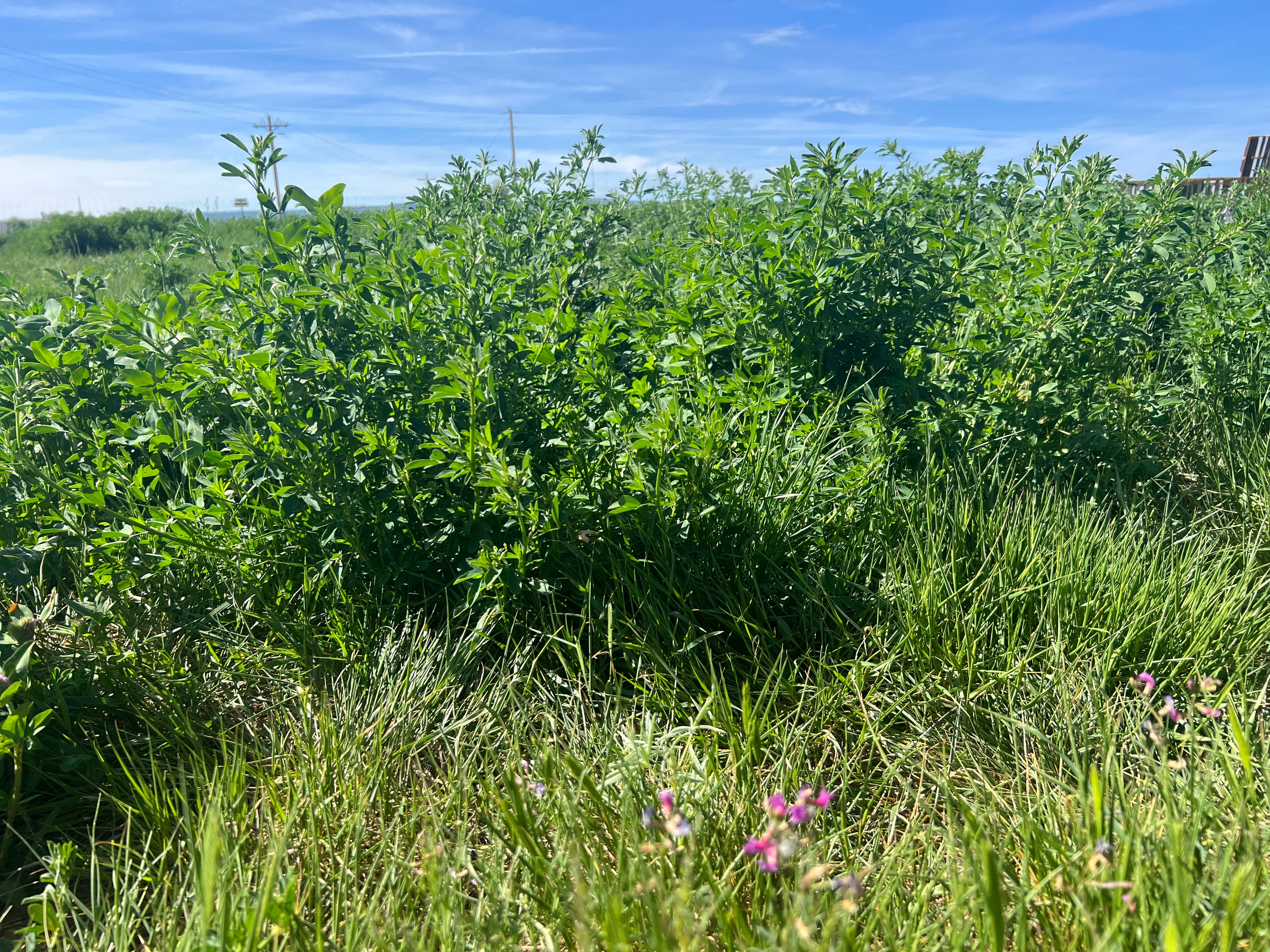 Vibrant, thriving green pasture under the Colorado sun at our Low Water Mountain Herb Farm