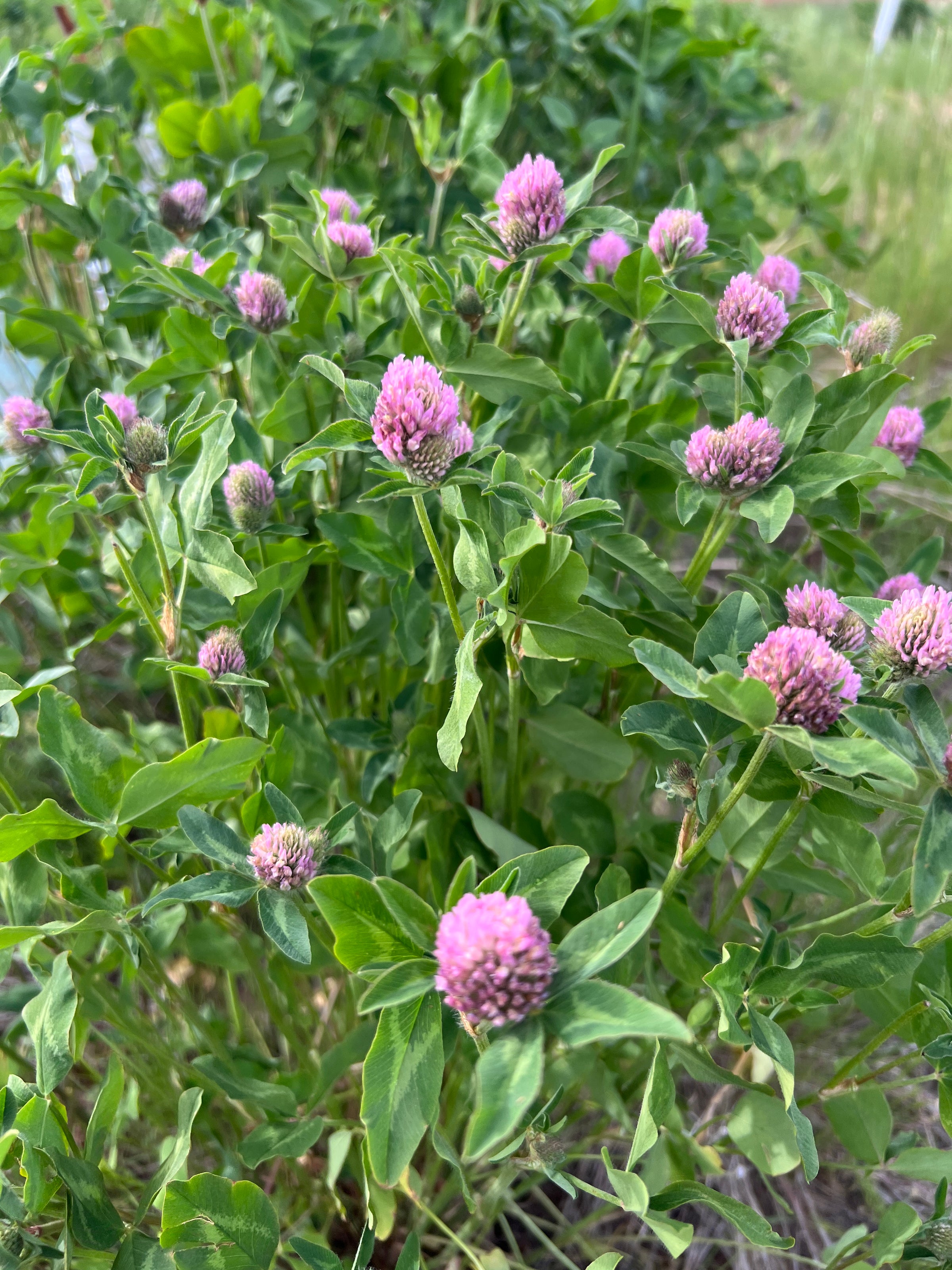 Vibrant image of red clover in full bloom, adding a splash of color to our Low Water regenerative Colorado Mountain Herb Farm