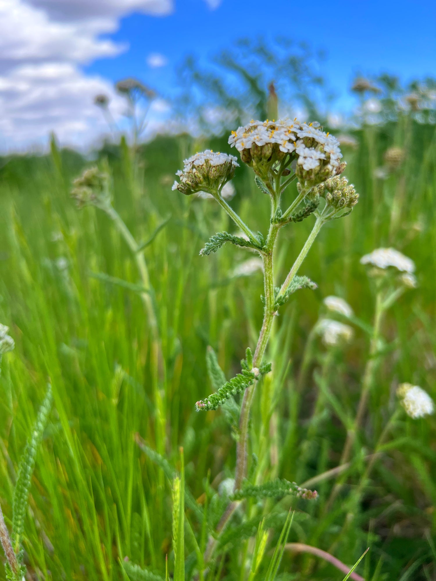 A striking photograph of Sacred Plant Co's robust yarrow thriving at our Low Water Colorado Mountain Herb Farm