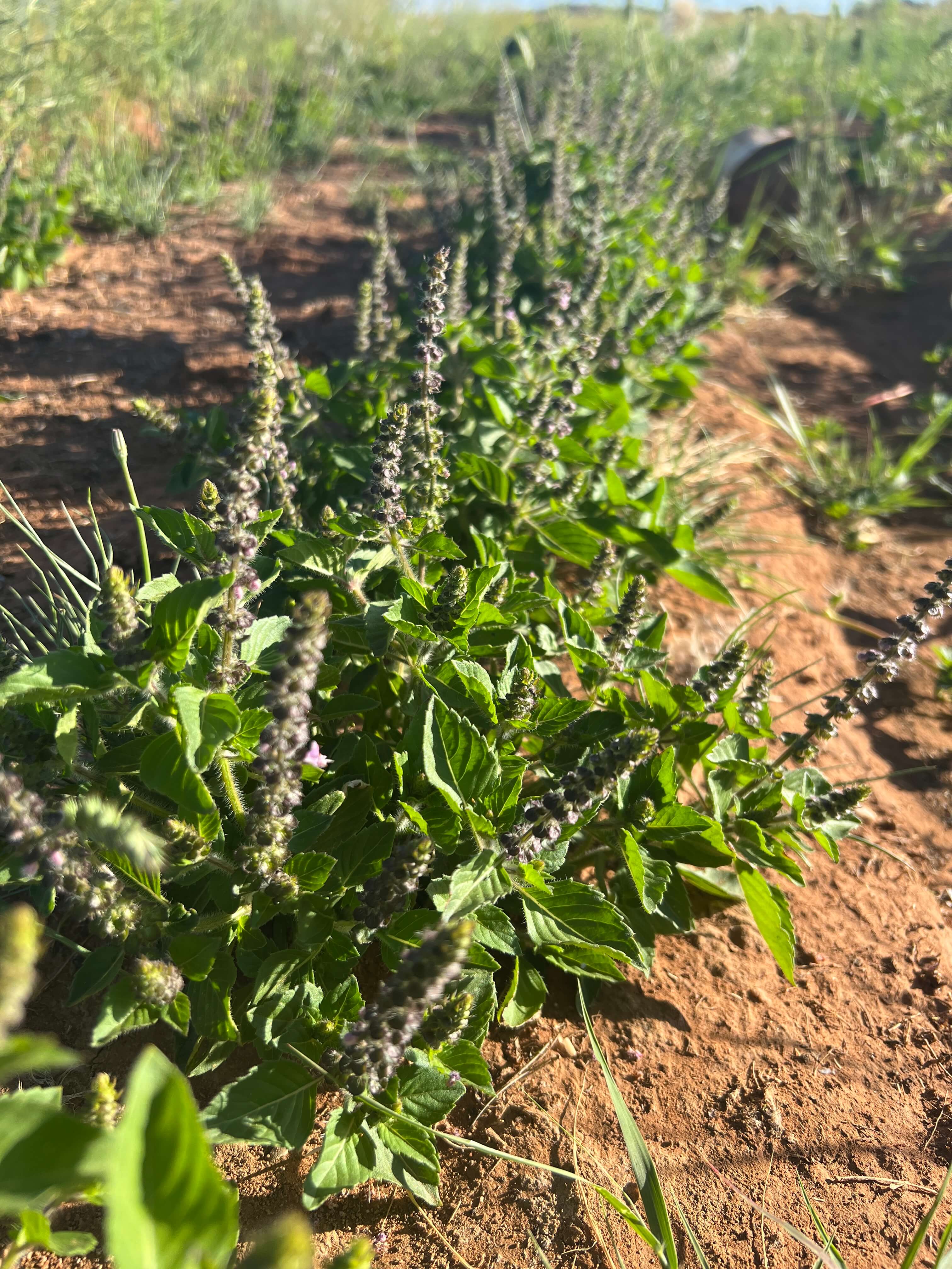 Beautiful image of Holy Basil leaves, grown at Sacred Plant Co&