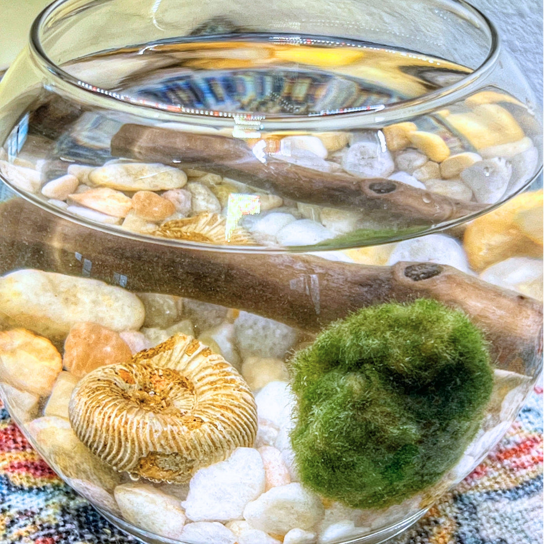 A close-up view of the inside of a glass Marimo Moss Ball aquarium, showcasing a vibrant green Marimo Moss Ball, a piece of driftwood, smooth pebbles, and a spiral shell fossil.