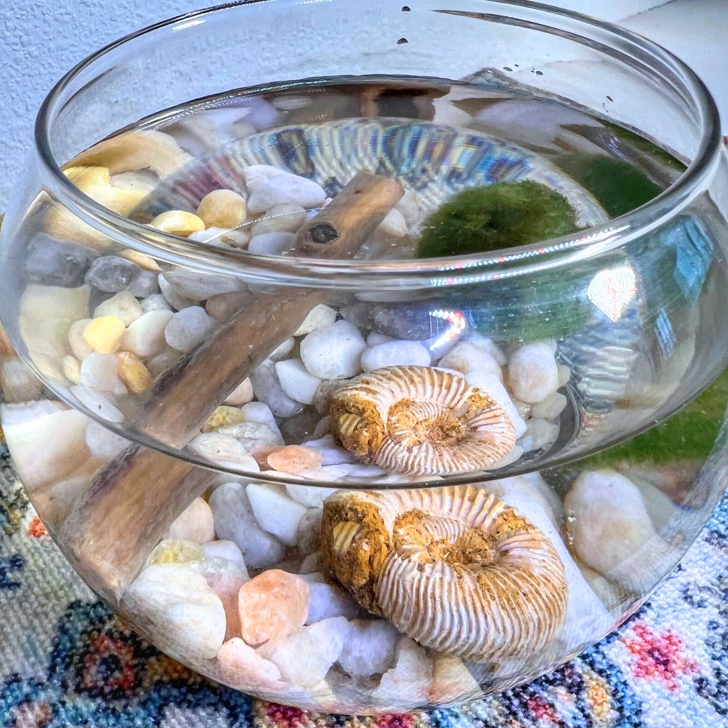 Top-down perspective of a glass aquarium containing a Marimo Moss Ball, spiral shell fossils, a piece of driftwood, and multicolored pebbles on a patterned textile surface.