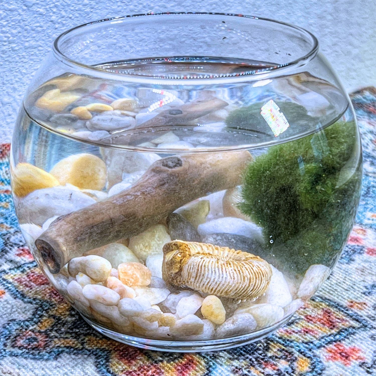 A side view of a spherical glass aquarium with a wide opening, filled with a Marimo Moss Ball, spiral fossils, driftwood, and smooth river stones on a colorful woven fabric.