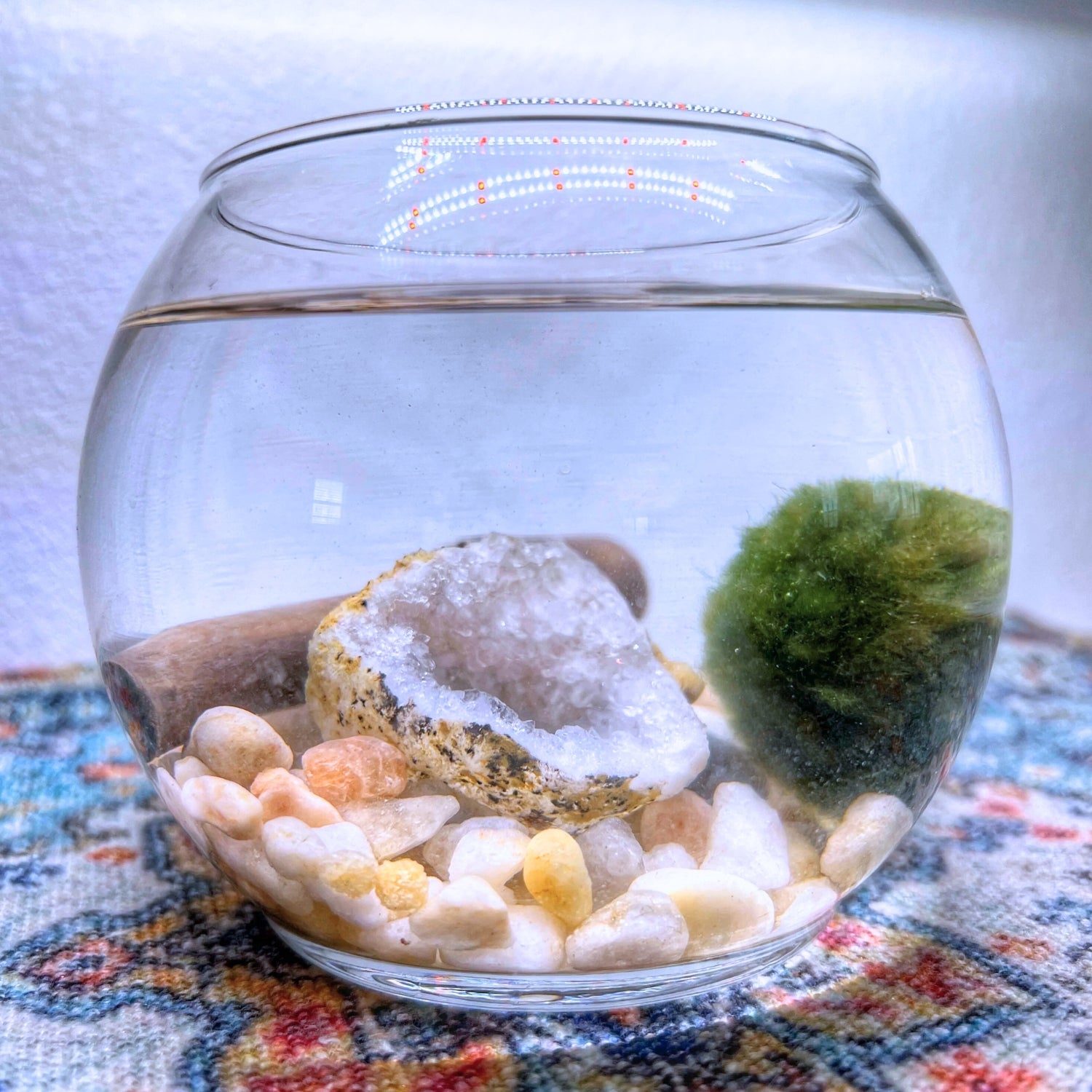 Overhead view of an open glass aquarium with a single green Marimo Moss Ball, a beige spiral shell, driftwood, and white and yellow pebbles on a vibrant textile.