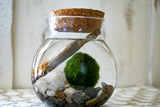 Marimo 苔蘚球水族箱套件，配有古代古生代化石和浮木 - 環保水生玻璃容器