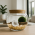 Authentic Marimo moss ball aquarium kit with natural driftwood, sparkling geode crystal, and eco-friendly design, displayed in a modern minimalist home