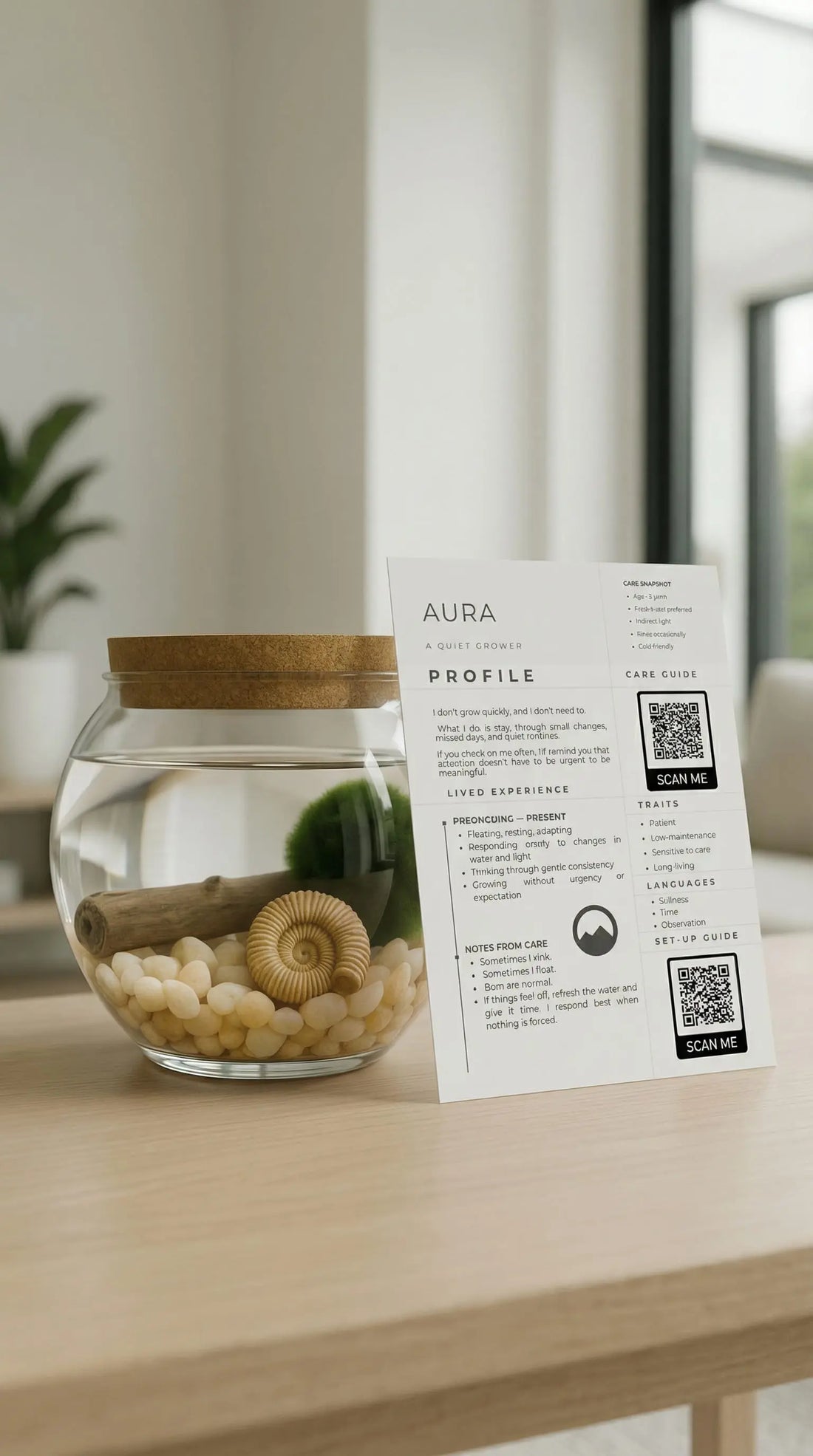 Marimo moss ball in a glass jar aquarium with driftwood, shown with a Sacred Plant Co care card
