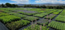 Sacred Plant Co Sustainable Herb Farm