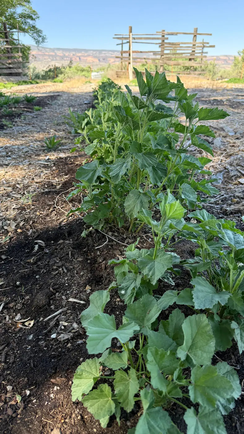 Lush row of organic marshmallow root (Althaea) plants growing in nutrient-rich soil at the Sacred Plant Co farm.