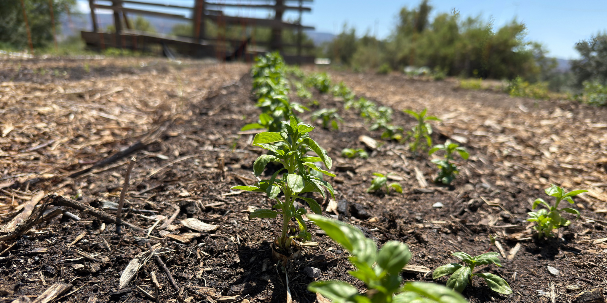 Row of hand-grown basil seedlings emerging from rich, mulched soil at Sacred Plant Co’s regenerative herb farm in Fruita, Colorado.