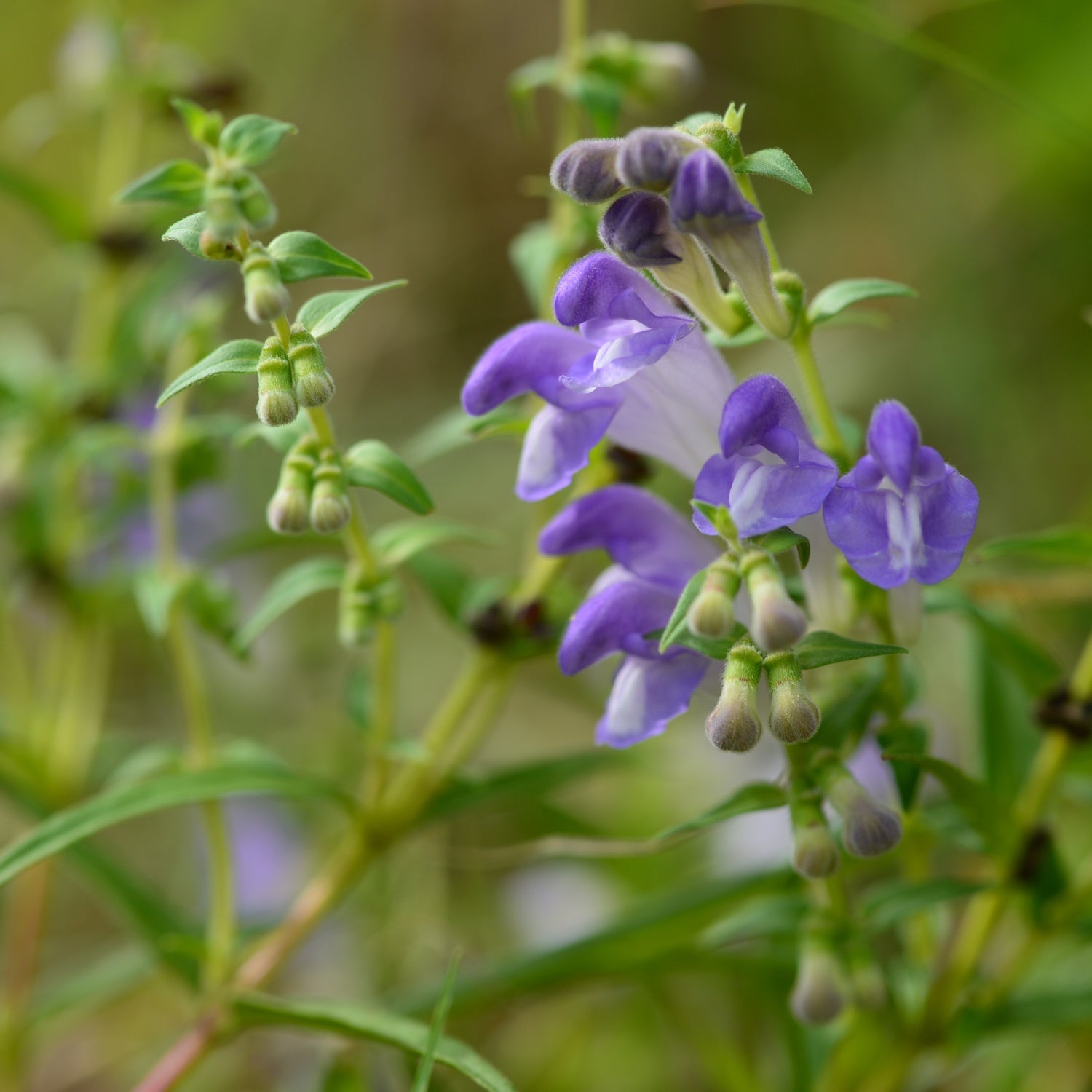 A close-up view of Skullcap flowers in full bloom, featuring delicate purple petals and green stems. The vibrant blossoms are surrounded by lush greenery, showcasing the beauty of this medicinal herb in its natural habitat.