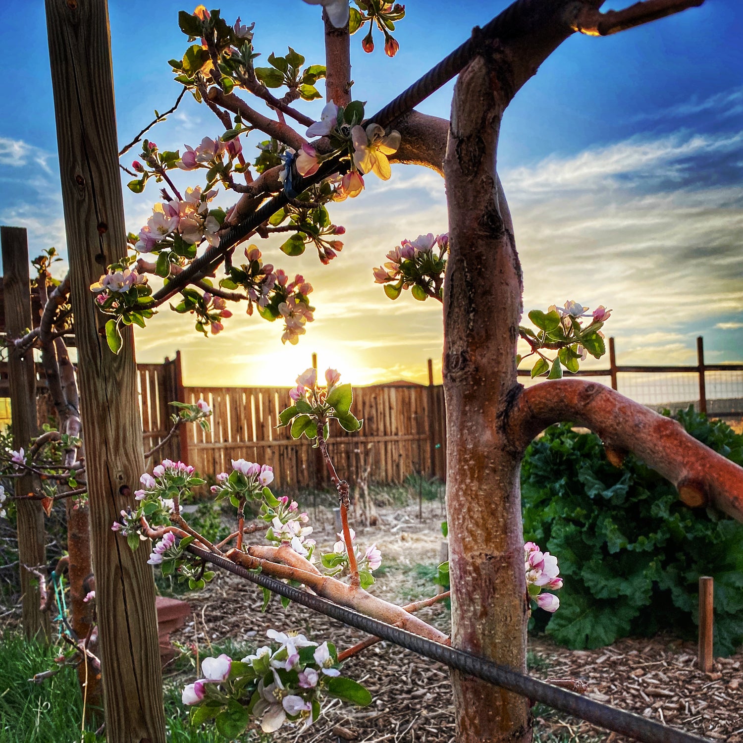 Breathtaking image of an apple tree in full blossom, bathed in the glow of a perfect sunset at Sacred Plant Co, part of our Low Water Colorado Mountain Herb Farm