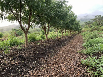 Sustainably grown Neem trees cultivated in deep, carbon-rich mulch for our potent, detoxifying leaf powder.