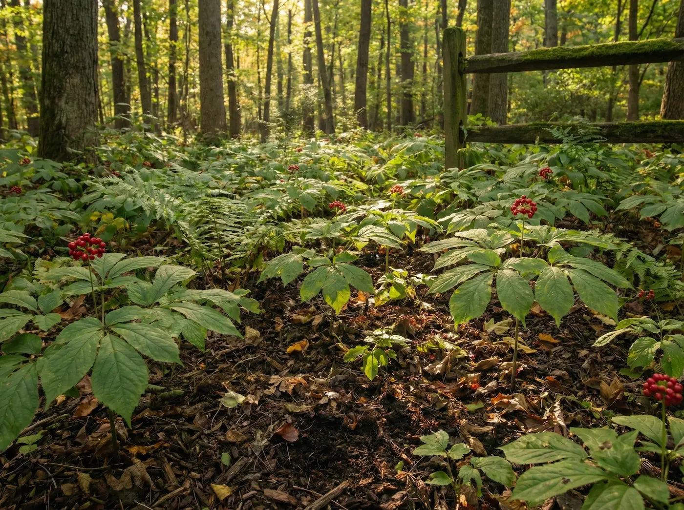 American Ginseng (Panax quinquefolius) plants with mature red berries thriving in a wild-simulated forest habitat, illustrating the nutrient-rich living soil conditions required for potent root development