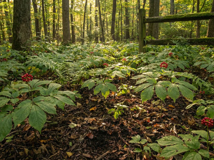 American Ginseng (Panax quinquefolius) plants with mature red berries thriving in a wild-simulated forest habitat, illustrating the nutrient-rich living soil conditions required for potent root development