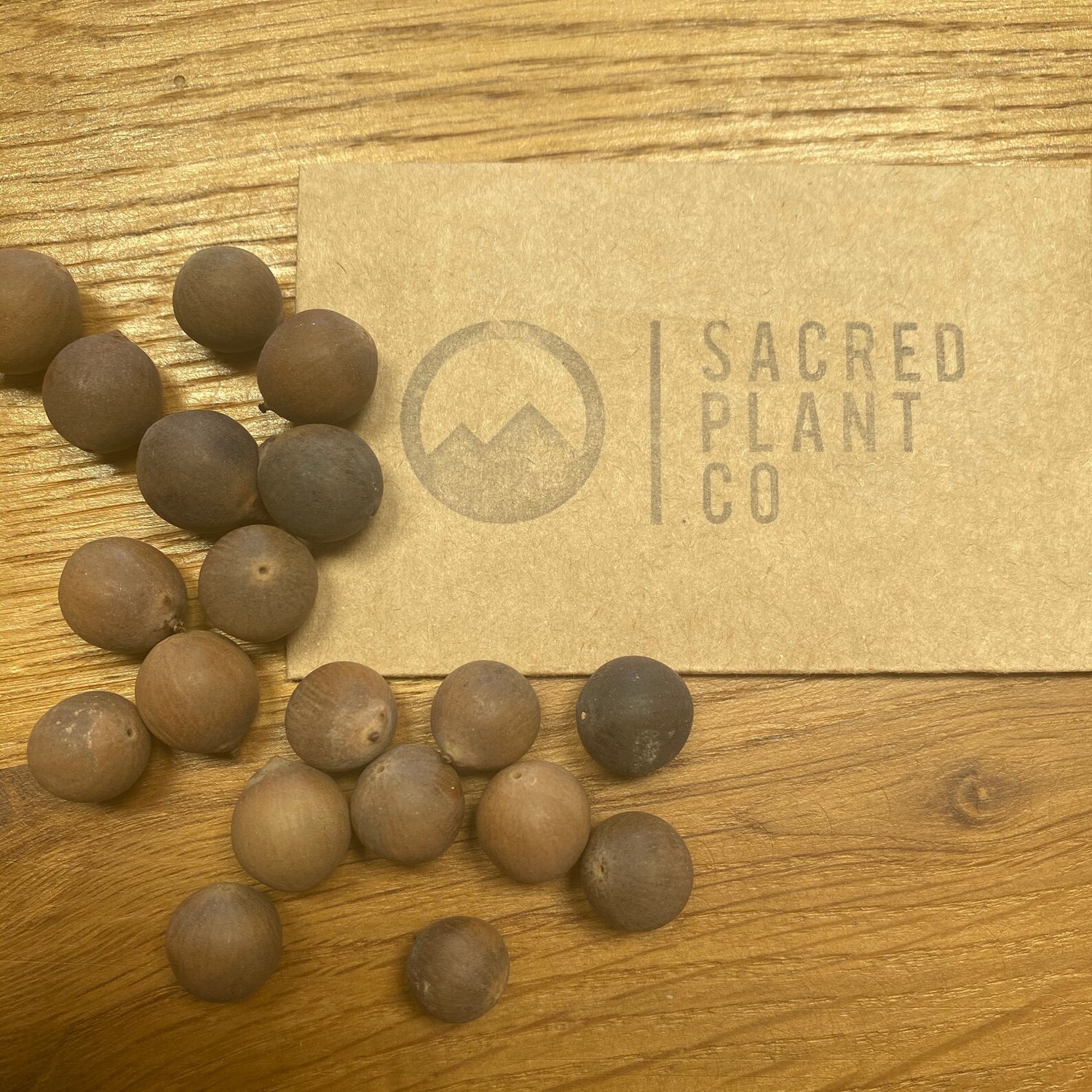 American Lotus seeds displayed on a wooden surface next to a Sacred Plant Co card, showcasing the heirloom quality and natural texture of Nelumbo lutea seeds.