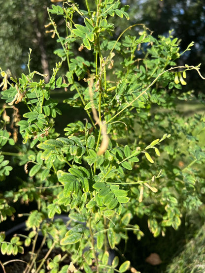 Organic Astragalus Root, Cut &amp; Sifted (Huang Qi) | Bulk Immune Tonic Herb for Tea, Decoction &amp; Broth