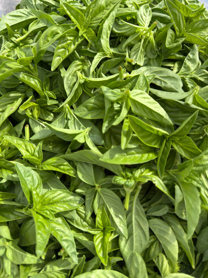 Close-up of vibrant green bulk basil leaf herb (Ocimum basilicum), cut and sifted for premium culinary and medicinal use