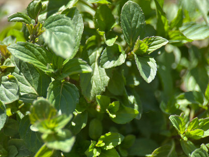Close-up of hand-picked, regeneratively grown bulk peppermint herb (Mentha × piperita) leaves in the field, sustainably harvested by Sacred Plant Co.