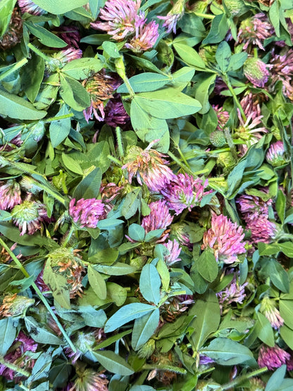 Fresh pink-purple red clover flowers and green leaves mixed together after harvest, showing individual stems and blooms