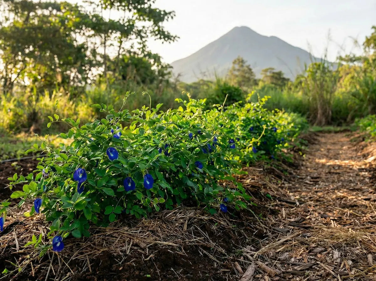 Vibrant blue butterfly pea flowers cultivated in regenerative volcanic soil for premium natural herbal tea infusions.