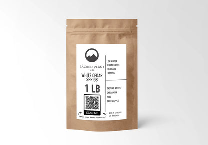 Sacred Plant Co White Cedar Sprigs – Premium Wildcrafted Evergreen (Thuja occidentalis)