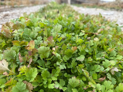 Fresh cilantro growing densely along a garden row on Sacred Plant Co’s regenerative herb farm.