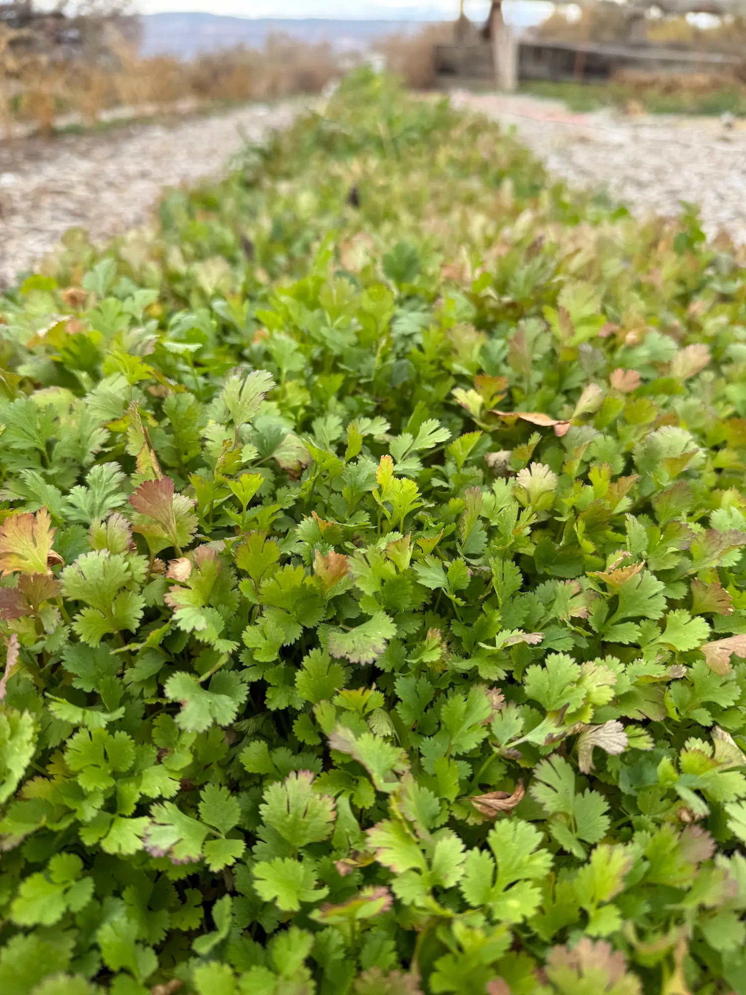 Vibrant organic cilantro thriving in regeneratively grown garden beds during fall at Sacred Plant Co.