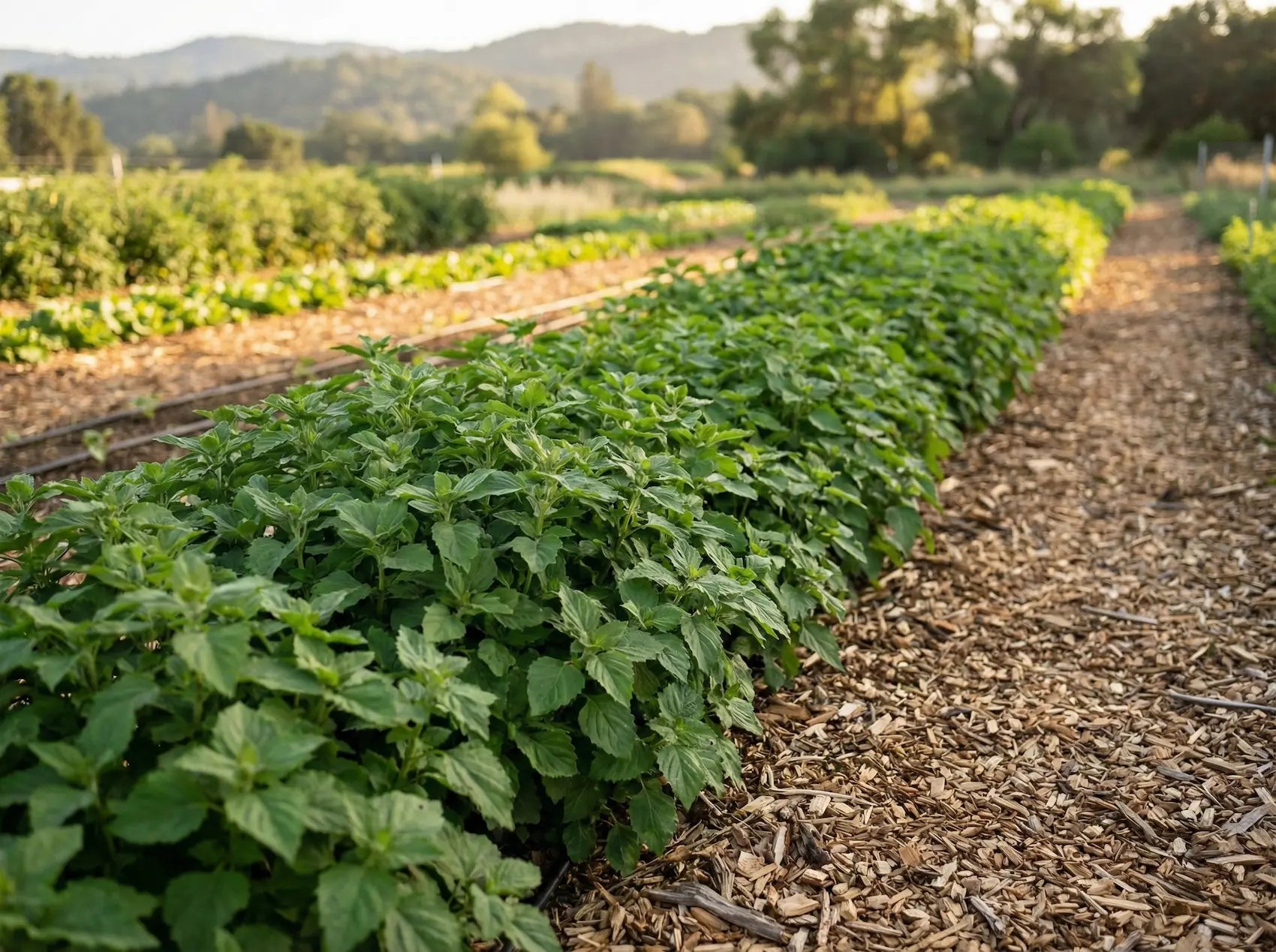 Lush rows of Patchouli plants growing in outdoor Colorado soil, demonstrating successful cultivation in a temperate climate through KNF soil microbiology.