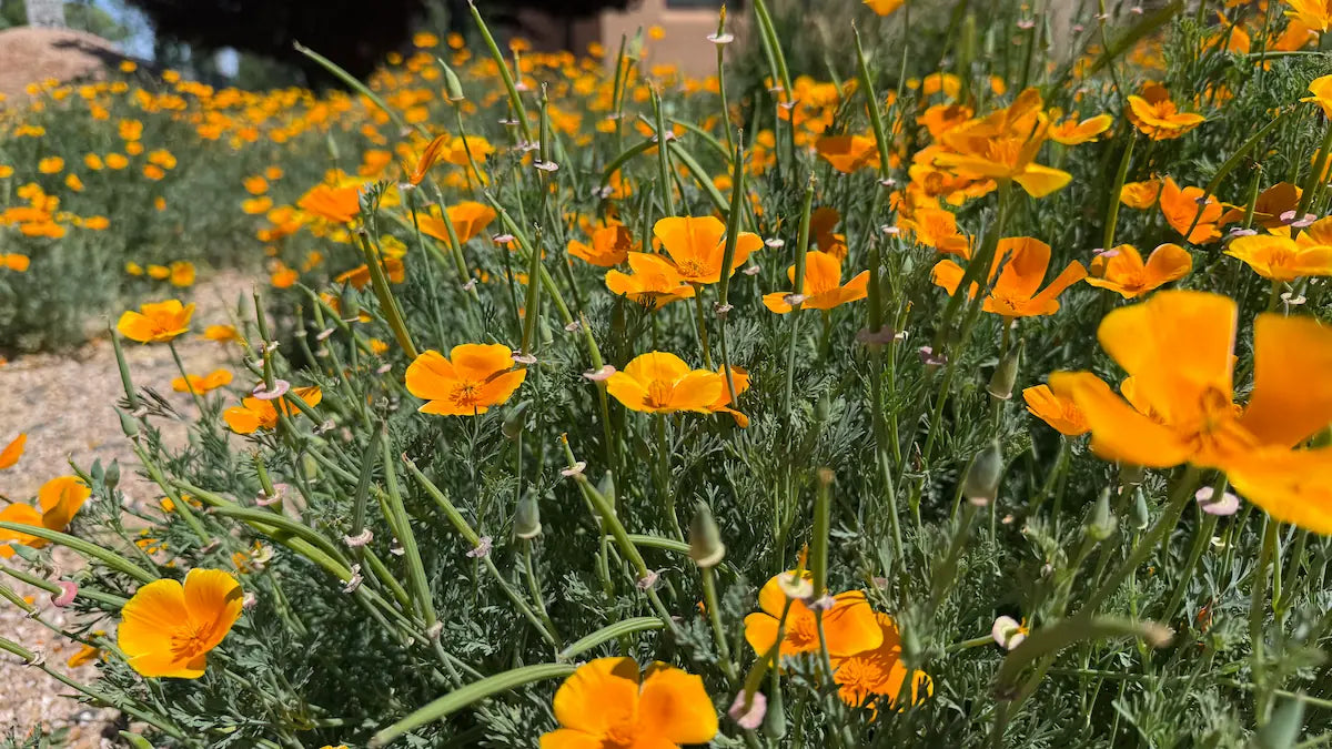 California Poppy Bulk - Premium Quality Dried Eschscholzia californica - Sacred Plant Co