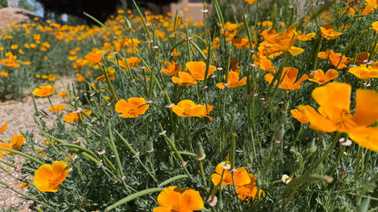 California Poppy Bulk - Premium Quality Dried Eschscholzia californica - Sacred Plant Co