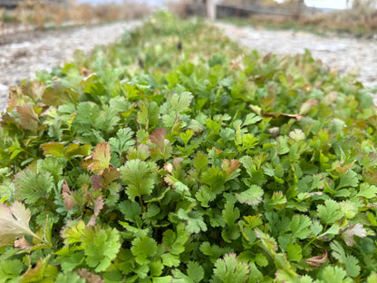 Close-up of young organic cilantro leaves showing healthy growth and natural color variation.