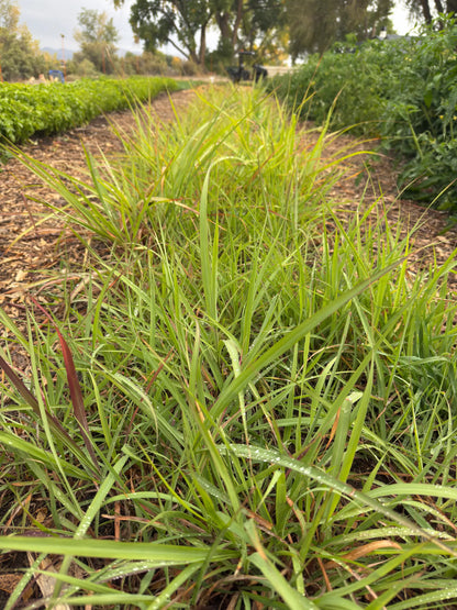 Fresh lemongrass plants growing in neat rows at Sacred Plant Co’s herb farm, showcasing vibrant Cymbopogon citratus before harvest.