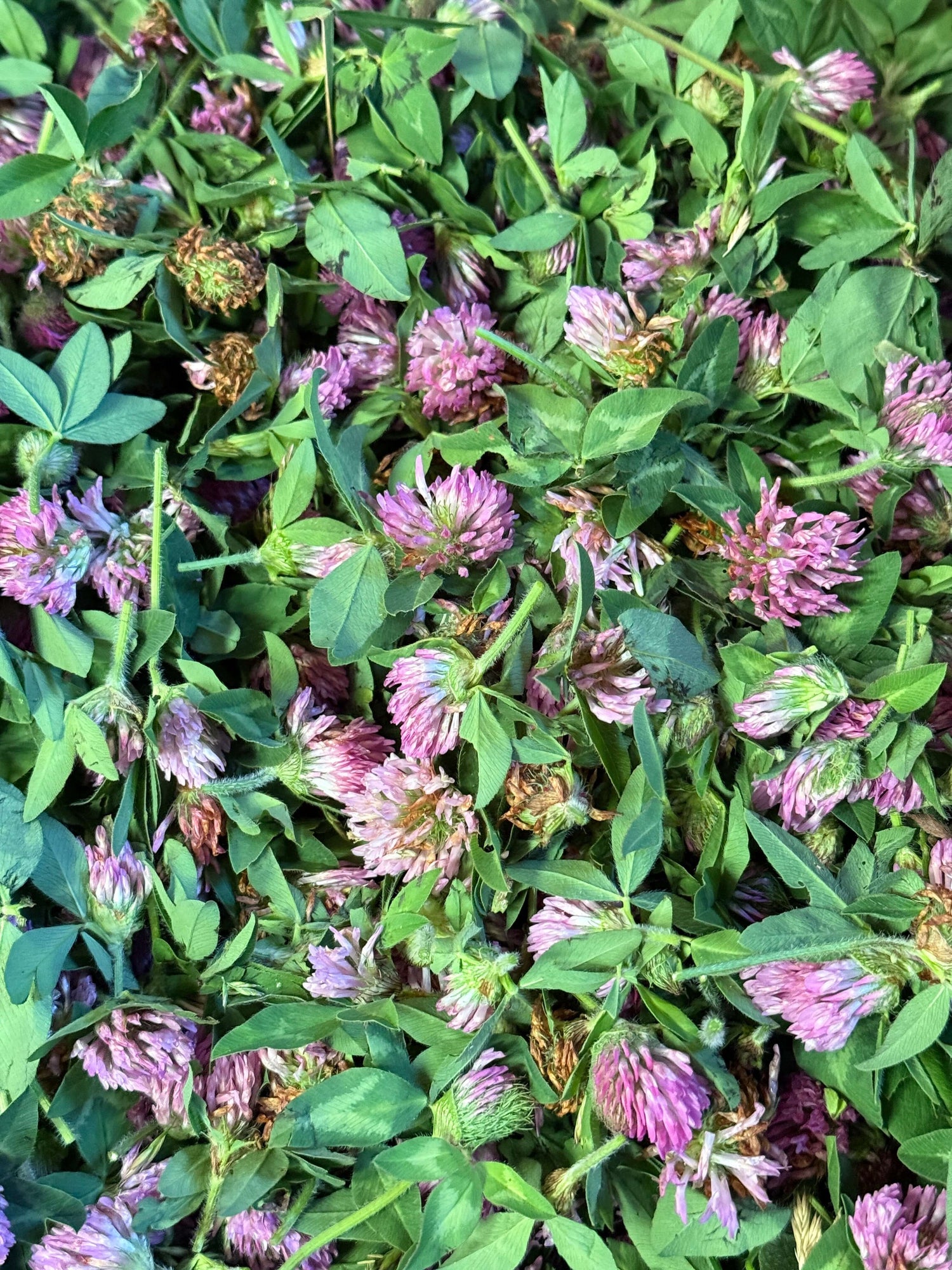 Top-down view of a heap of red clover blooms and foliage, featuring freshly picked pinkish blossoms and vibrant green leaves”