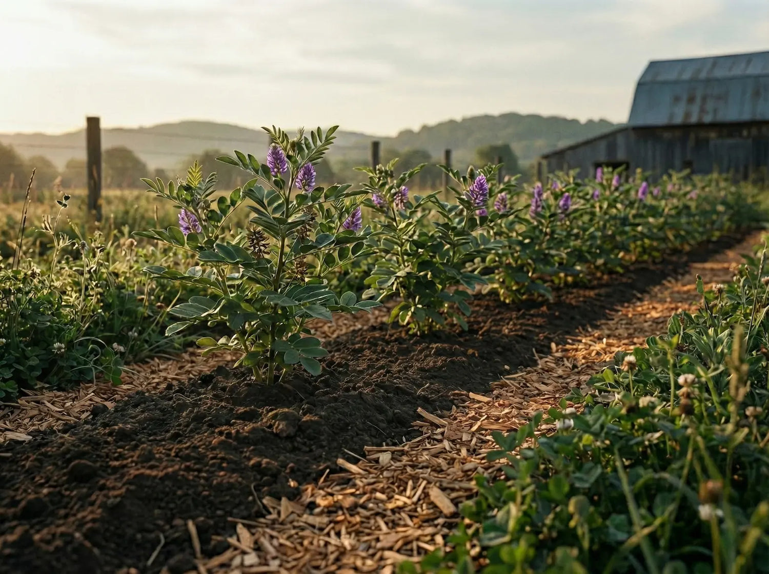 Rows of flowering Glycyrrhiza glabra licorice plants growing in a mulched field with a rustic barn in the background, showing the source of organic licorice root.