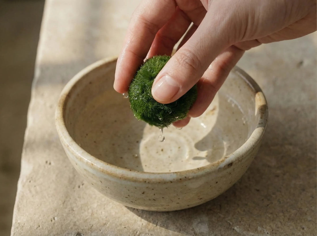 how-to-clean-marimo-moss-ball-gentle-Demonstrating the gentle squeeze technique to clean a Marimo algae ball and maintain its round shape.