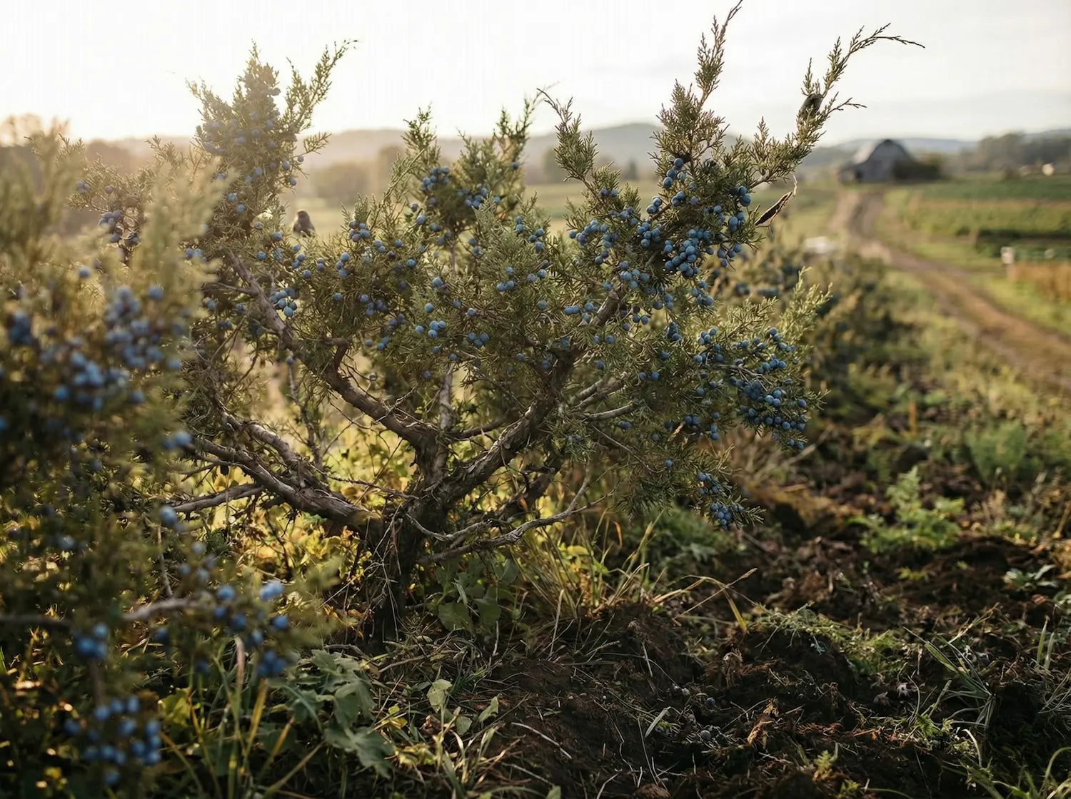 Whole Dried Juniper Berries (Juniperus communis), Bulk for Gin, Cooking &amp; Tea, Organic or Naturally Grown