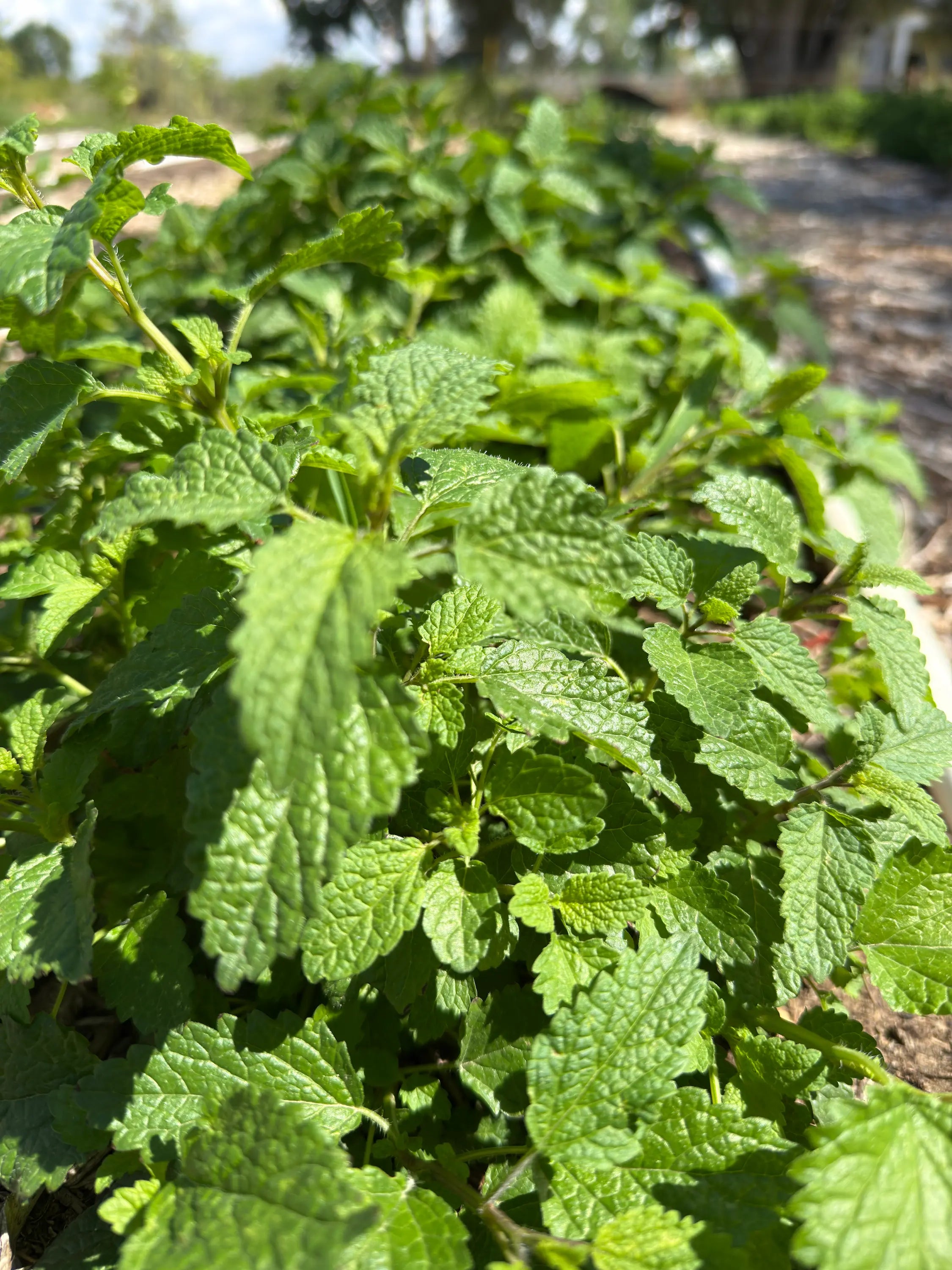 Close-up of fresh Lemon Balm leaves from Sacred Plant Co’s Sancta Herba Reserve 2025 Dawn Harvest, showing vibrant green texture in the field.