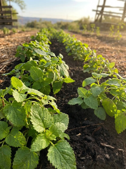 Detailed view of textured lemon balm leaves growing in microbial-rich earth at a Korean Natural Farming apothecary.