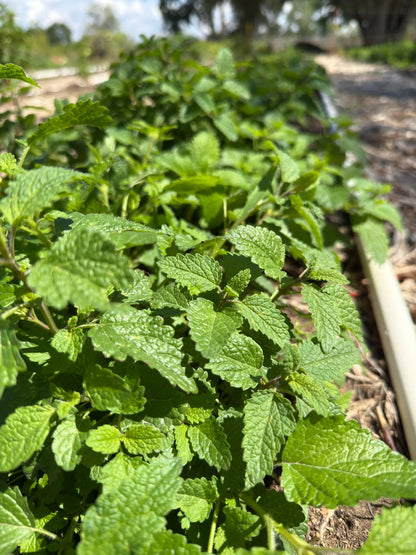 Healthy Lemon Balm plants thriving in rows, part of Sacred Plant Co’s limited Sancta Herba Reserve 2025 Dawn Harvest.