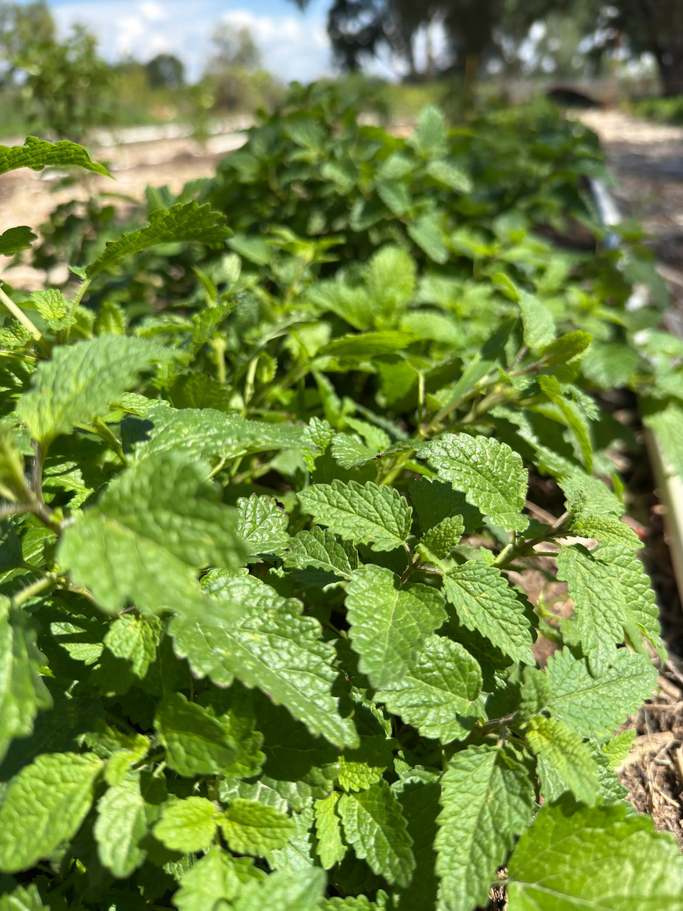 Detailed view of Lemon Balm leaves glistening in sunlight, captured during the exclusive 2025 Dawn Harvest by Sacred Plant Co.
