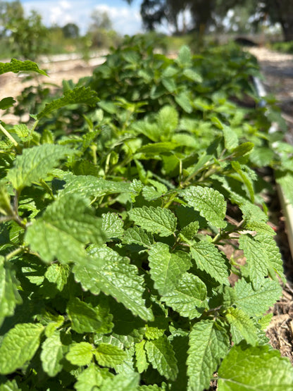 Detailed view of Lemon Balm leaves glistening in sunlight, captured during the exclusive 2025 Dawn Harvest by Sacred Plant Co.
