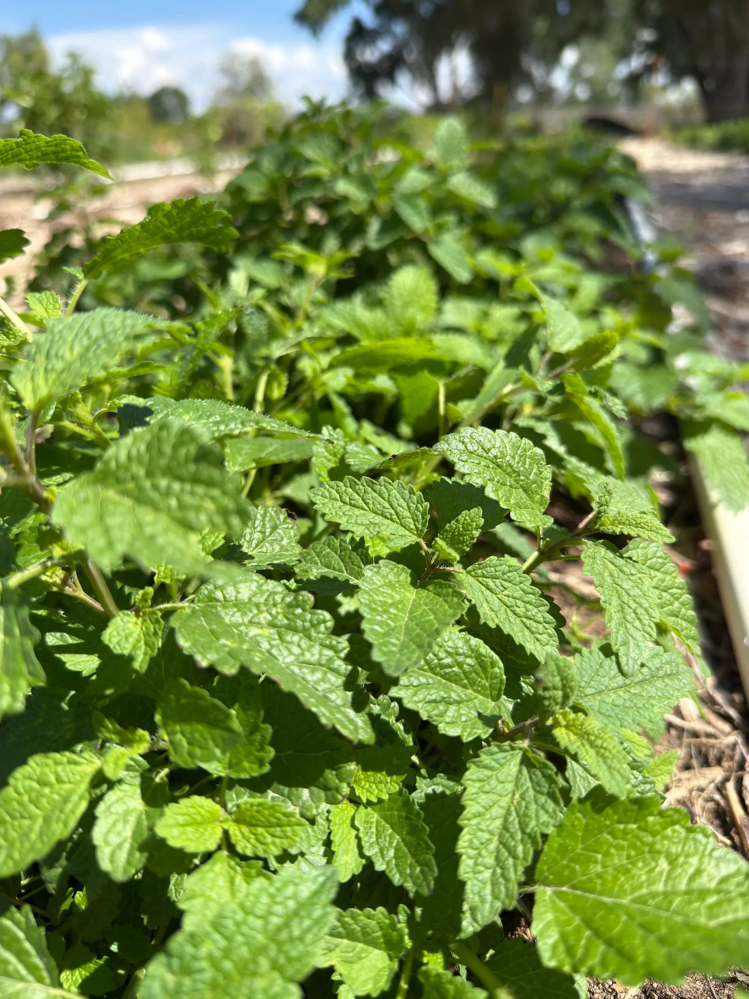 Rows of flourishing Lemon Balm plants grown for the Sancta Herba Reserve 2025 Dawn Harvest at Sacred Plant Co.