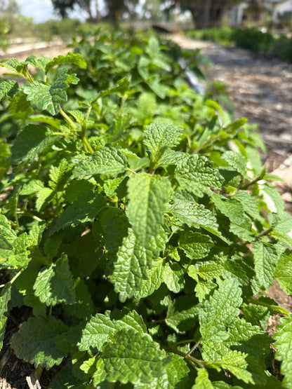 Crisp Lemon Balm leaves from the premium Sancta Herba Reserve 2025 Dawn Harvest, grown and hand-selected by Sacred Plant Co.